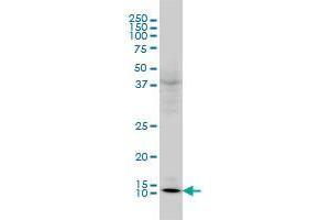 Glutaredoxin 1 antibody  (AA 1-106)