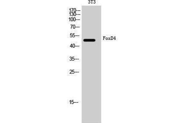 FOXD4 antibody  (Internal Region)