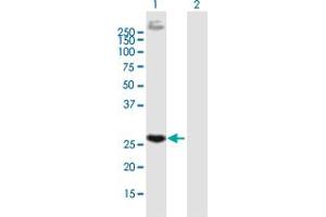 Western Blot analysis of EGFL7 expression in transfected 293T cell line by EGFL7 MaxPab polyclonal antibody.