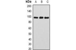 Western blot analysis of TAFI110 expression in HEK293T (A), MCF7 (B), mouse thymus (C) whole cell lysates. (TAF1C antibody)