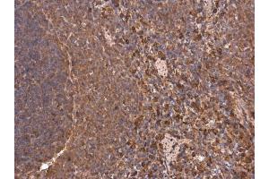 IHC-P Image Heme Oxygenase 1 antibody detects HMOX1 protein at cytoplasm in rat spleen by immunohistochemical analysis. (HMOX1 antibody)