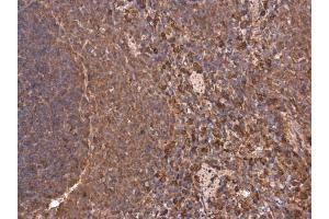 IHC-P Image Heme Oxygenase 1 antibody detects HMOX1 protein at cytoplasm in rat spleen by immunohistochemical analysis. (HMOX1 antibody)