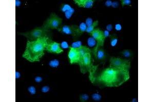 Immunofluorescence (IF) image for anti-Ret Finger Protein-Like 3 (RFPL3) antibody (ABIN1500675) (RFPL3 antibody)