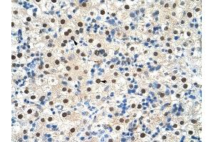 ZNF326 antibody was used for immunohistochemistry at a concentration of 4-8 ug/ml to stain Hepatocytes (arrows) in Human Liver. (ZNF326 antibody  (C-Term))