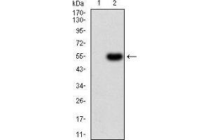 Western blot analysis using PRDM14 mAb against HEK293 (1) and PRDM14 (AA: 4-203)-hIgGFc transfected HEK293 (2) cell lysate. (PRDM14 antibody  (AA 4-203))