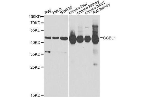 CCBL1 antibody  (AA 1-270)