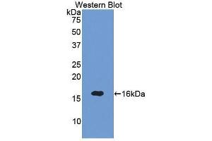 Western Blotting (WB) image for anti-Sema Domain, Immunoglobulin Domain (Ig), Short Basic Domain, Secreted, (Semaphorin) 3A (SEMA3A) (AA 31-141) antibody (ABIN1860517)