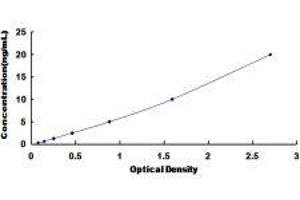 Angiopoietin-Like 2 (ANGPTL2) ELISA Kit