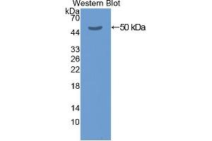 Western Blotting (WB) image for anti-Keratin 20 (KRT20) (AA 2-431) antibody (ABIN1078249) (KRT20 antibody  (AA 2-431))