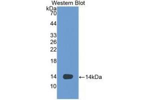 Detection of Recombinant VEGFD, Human using Monoclonal Antibody to Vascular Endothelial Growth Factor D (VEGFD) (VEGFD antibody  (AA 93-201))