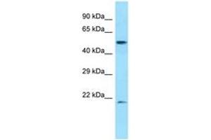 Image no. 1 for anti-Dipeptidase 2 (DPEP2) (AA 401-450) antibody (ABIN6748390) (DPEP2 antibody  (AA 401-450))