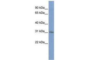 Image no. 1 for anti-CKLF-Like MARVEL Transmembrane Domain Containing 2 (CMTM2) (AA 36-85) antibody (ABIN6740267) (CMTM2 antibody  (AA 36-85))