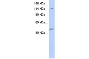 WB Suggested Anti-PRDM15 Antibody Titration:  0. (PRDM15 antibody  (Middle Region))
