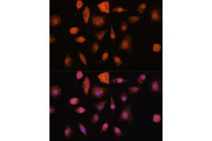 Immunofluorescence analysis of L929 cells using RNH1 Rabbit pAb (ABIN1682553, ABIN3018507, ABIN3018508 and ABIN6220489) at dilution of 100 (40x lens). (RNH1 antibody  (AA 202-461))