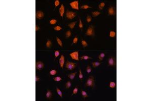 Immunofluorescence analysis of L929 cells using RNH1 Rabbit pAb (ABIN1682553, ABIN3018507, ABIN3018508 and ABIN6220489) at dilution of 100 (40x lens). (RNH1 antibody  (AA 202-461))