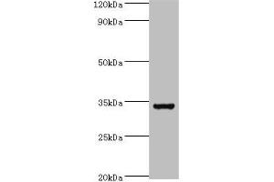 Western blot All lanes: Baculoviral IAP repeat-containing protein 7 antibody at 6 μg/mL + Hela whole cell lysate Secondary Goat polyclonal to rabbit IgG at 1/10000 dilution Predicted band size: 33, 31 kDa Observed band size: 33 kDa