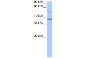 WB Suggested Anti-SERTAD2 Antibody Titration:  0.
