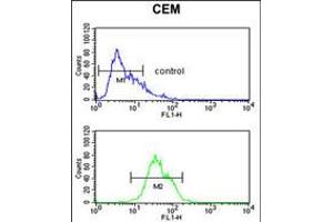 Flow cytometric analysis of CEM cells (bottom histogram) compared to a negative control cell (top histogram). (ITGA5 antibody  (C-Term))
