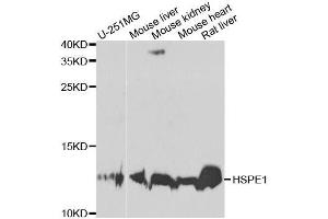 Western blot analysis of extracts of various cell lines, using HSPE1 antibody. (HSPE1 antibody  (AA 1-102))