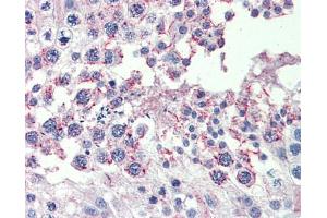 Anti-CPXCR1 antibody IHC staining of human testis. (CPXCR1 antibody  (Middle Region))