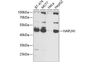 Western blot analysis of extracts of various cell lines, using H antibody (ABIN6129787, ABIN6141601, ABIN6141603 and ABIN6216048) at 1:1000 dilution. (HAPLN1 antibody  (AA 165-354))