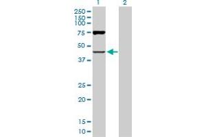 Western Blot analysis of OAS1 expression in transfected 293T cell line by OAS1 MaxPab polyclonal antibody. (OAS1 antibody  (AA 1-364))