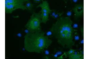 Immunofluorescence (IF) image for anti-MOB Kinase Activator 3B (MOB3B) antibody (ABIN1499537)