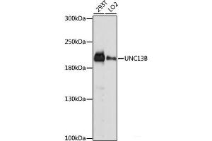 Western blot analysis of extracts of various cell lines using UNC13B Polyclonal Antibody at dilution of 1:1000. (UNC13B antibody)