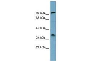 Image no. 1 for anti-serine Dehydratase (SDS) (AA 215-264) antibody (ABIN6743072) (serine Dehydratase antibody  (AA 215-264))