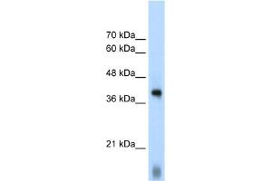 WB Suggested Anti-EIF2S1 Antibody Titration:  1. (EIF2S1 antibody  (C-Term))