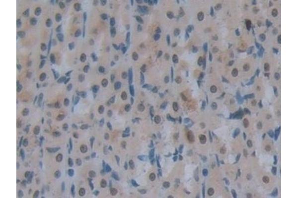 F13A1 antibody  (AA 140-377)