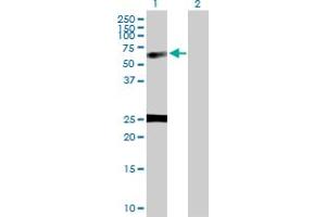 Western Blot analysis of NUCB1 expression in transfected 293T cell line by NUCB1 MaxPab polyclonal antibody. (Nucleobindin 1 antibody  (AA 1-461))