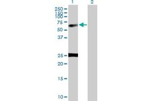 Western Blot analysis of NUCB1 expression in transfected 293T cell line by NUCB1 MaxPab polyclonal antibody.