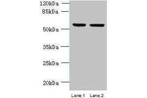 Western blot All lanes: UFSP2 antibody at 4 μg/mL Lane 1: HepG2 whole cell lysate Lane 2: NIH/3T3 whole cell lysate Secondary Goat polyclonal to rabbit IgG at 1/10000 dilution Predicted band size: 54 kDa Observed band size: 54 kDa