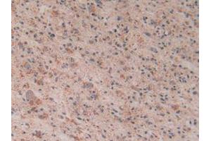 Figure. (Cytochrome C antibody  (AA 5-100))