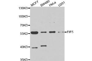 Western blot analysis of extracts of various cell lines, using EIF5 antibody (ABIN5973954) at 1/1000 dilution. (EIF5 antibody)