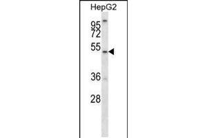 Western blot analysis in HepG2 cell line lysates (35ug/lane). (ALG11 antibody  (C-Term))