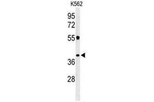 Western blot analysis of CLM1 Antibody (N-term) in K562 cell line lysates (35µg/lane).
