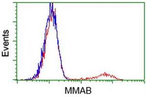 HEK293T cells transfected with either RC204290 overexpress plasmid (Red) or empty vector control plasmid (Blue) were immunostained by anti-MMAB antibody (ABIN2454045), and then analyzed by flow cytometry. (MMAB antibody)