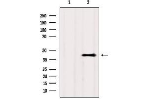 Western blot analysis of extracts from Hela, using GPR81 Antibody.