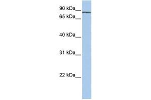 WB Suggested Anti-SF3A1 Antibody Titration:  0.