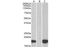 HEK293 lysate (10ug protein in RIPA buffer) overexpressing Human PHLDA3 with C-terminal MYC tag probed with ABIN185126 (1ug/ml) in Lane A and probed with anti-MYC Tag (1/1000) in lane C.