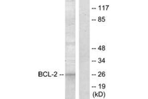 Western blot analysis of extracts from COS7 cells, treated with paclitaxel 1uM 24h, using BCL-2 (Ab-70) Antibody. (Bcl-2 antibody  (AA 41-90))