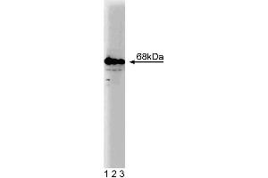 Western blot analysis of G3BP on a SW-13 cell lysate (Human adrenal gland carcinoma, ATCC CCL-105). (G3BP1 antibody  (AA 210-323))