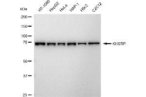 Western blotting analysis using KHSRP antibody (ABIN7799194).