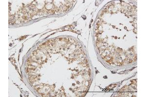 Immunoperoxidase of purified MaxPab antibody to GLUD2 on formalin-fixed paraffin-embedded human testis. (GLUD2 antibody  (AA 1-264))