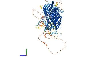 AlphaFold protein structure predicition of Mouse Recombinant Rptor Protein, UniprotID Q8K4Q0 (Raptor Protein (AA 1-1335) (His tag))