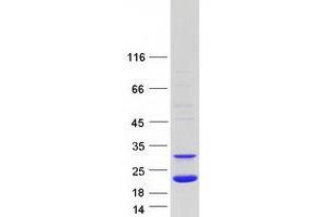 Validation with Western Blot (Peroxiredoxin 5 Protein (PRDX5) (Transcript Variant 3) (Myc-DYKDDDDK Tag))