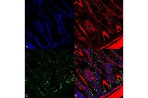 Immunohistochemistry analysis using Mouse Anti-O-GalNAc Monoclonal Antibody, Clone 9B9 (ABIN5067146). (O-GalNAC antibody (Atto 390))