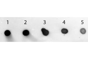 Dot Blot of Goat anti-Rabbit IgG (Min X Human Serum Proteins) Antibody Alkaline Phosphatase Conjugated.